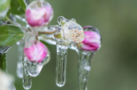 ZAMRZNJEN CVET_led na cvetu_pozeba
